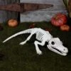 31" Crocodile Skeleton Halloween Decoration