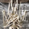 36'' Nocturnal Bat Skeleton