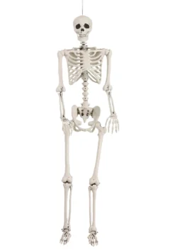 5 Foot Posable Georgie The Skeleton Life Size Halloween Decoration 15 5 Foot Posable Georgie The Skeleton Life Size Halloween Decoration -Halloween Decoration Store 5 foot posable skeleton prop