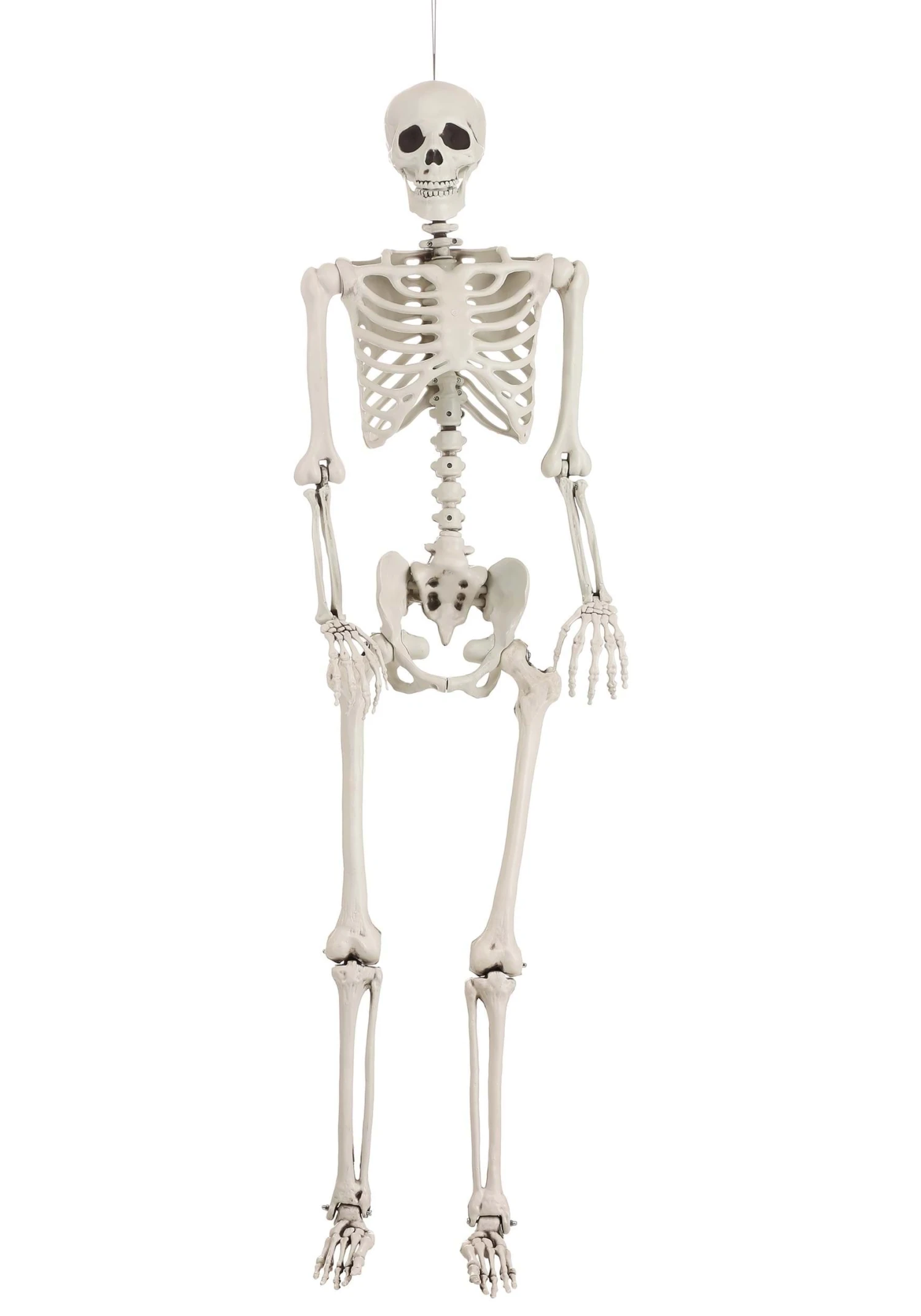 5 Foot Posable Georgie The Skeleton Life Size Halloween Decoration 8 5 Foot Posable Georgie The Skeleton Life Size Halloween Decoration - Image 8
