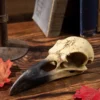 6 Inch Corvus Alchemica Skull Decoration