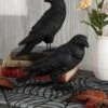 Set Of 2 Fright Night 9 Inch Crows