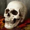 Deluxe Realistic Skull Prop
