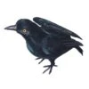 Realistic Light Up Lifesize Crow