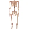 Metal Stand For Lifesize Skeletons