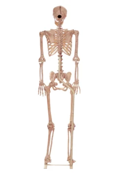 Metal Stand For Lifesize Skeletons
