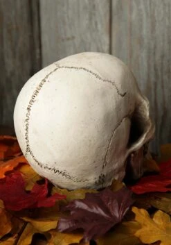 Deluxe Realistic Skull Prop 5 Deluxe Realistic Skull Prop -Halloween Decoration Store realistic deluxe skull prop alt 2