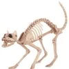 Skeleton Cat